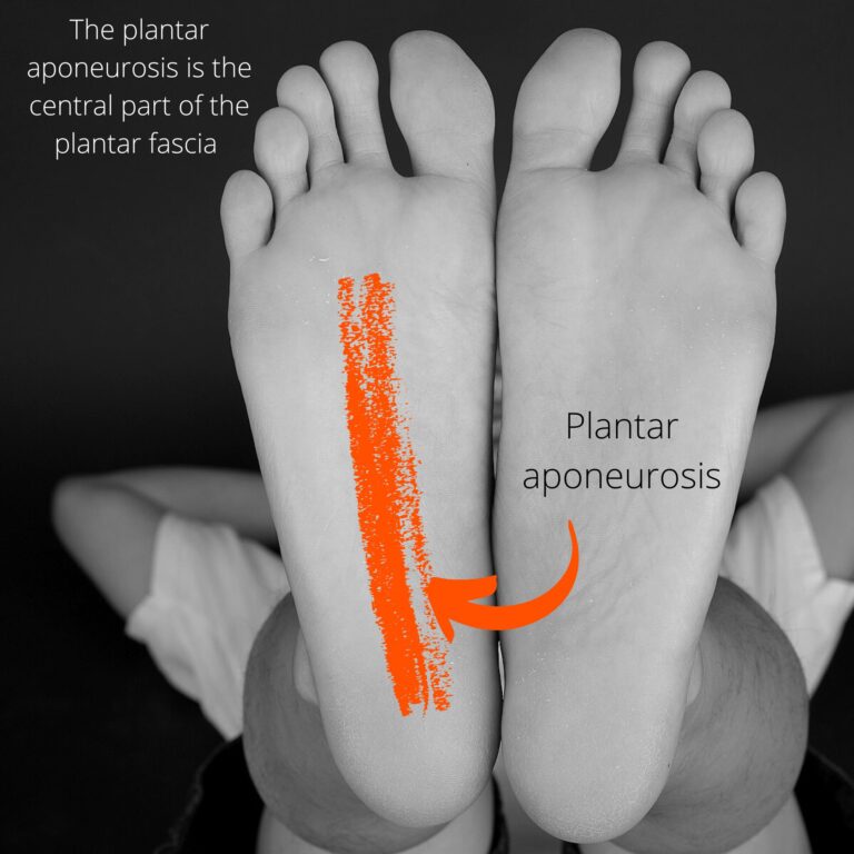 Plantar aponeurosis: the plantar aponeurosis is the central part of the plantar fascia