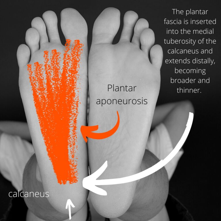 Plantar aponeurosis, calcaneus, the plantar fascia is inserted into the medial tuberosity of the calcaneus and extends distally, becoming broader and thinner.